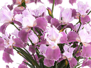 Solemn bouquet of purple Iris flowers in a glass vase 379 Modelo 3D