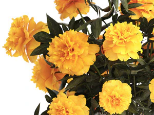 Realistic bouquet of yellow flowers Paeonia peony 381 3D Model