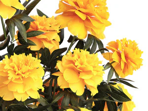Realistic bouquet of yellow flowers Paeonia peony 381 3D Model
