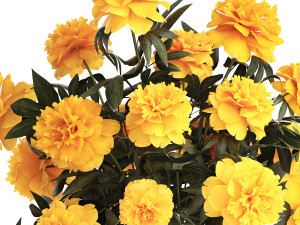 Realistic bouquet of yellow flowers Paeonia peony 381 Modello 3D