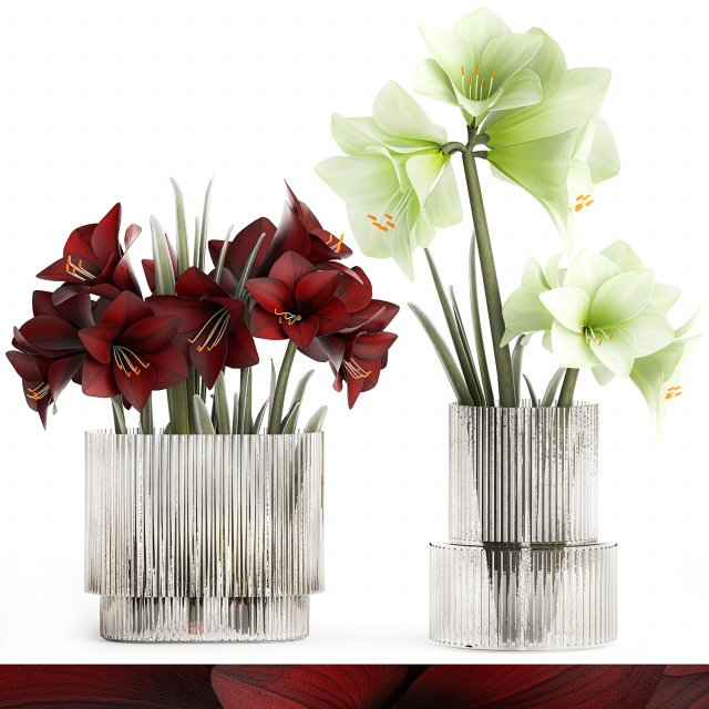 Realistic bouquets of white red Hippeastrum flowers 383 3D Model .c4d .max .obj .3ds .fbx .stl .blend 