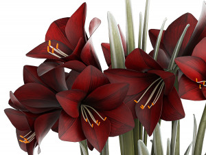 Realistic bouquets of white red Hippeastrum flowers 383 3D Model