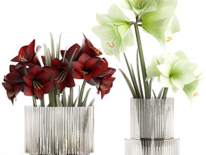 Realistic bouquets of white red Hippeastrum flowers 383 3D Model
