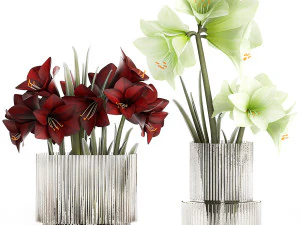 Realistic bouquets of white red Hippeastrum flowers 383 3D Model