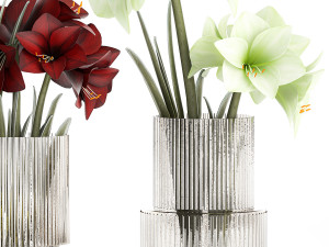 Realistic bouquets of white red Hippeastrum flowers 383 3D Model