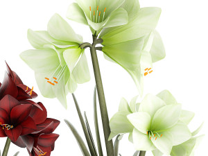 Realistic bouquets of white red Hippeastrum flowers 383 3D Model