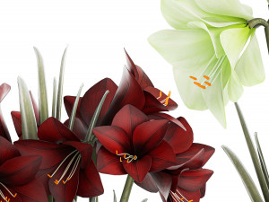 Realistic bouquets of white red Hippeastrum flowers 383 3D Model