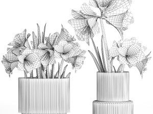 Realistic bouquets of white red Hippeastrum flowers 383 3D Model
