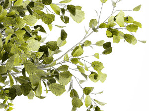 Bouquet of branches with leaves sakura flowers cherry 384 Modelo 3D