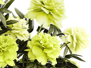 Realistic bouquet of green peony flowers in a vase 386 Model 3D