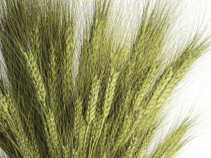 Green bouquet of wildflowers from wheat spikelets in a vase 398 Model 3D