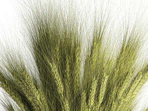 Green bouquet of wildflowers from wheat spikelets in a vase 398 Model 3D