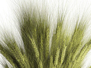 Green bouquet of wildflowers from wheat spikelets in a vase 398 3D Model