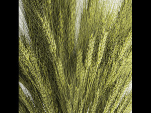Green bouquet of wildflowers from wheat spikelets in a vase 398 Model 3D