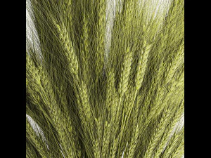 Green bouquet of wildflowers from wheat spikelets in a vase 398 3D Model