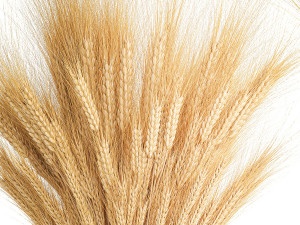 Bouquet of dried wheat spikelets in a glass vase 399 Modello 3D