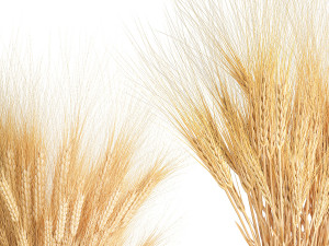 Bouquet of dried wheat spikelets in a glass vase 399 Modello 3D