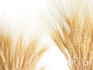Bouquet of dried wheat spikelets in a glass vase 399 3D Model
