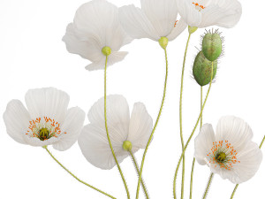 Bouquets of wildflowers with poppy in a glass vase 400 3D Модель