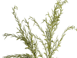Bouquets of green branches of Solidago flowers in a vase 402 3D Model