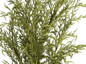Bouquets of green branches of Solidago flowers in a vase 402 3D Model