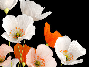 Bouquet Of Wildflowers In A Glass Vase With Poppy 403 3D Model