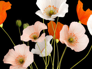 Bouquet Of Wildflowers In A Glass Vase With Poppy 403 3D Model