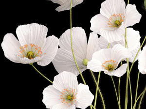 Bouquet of white wildflowers in a vase with poppy 404 3D Model