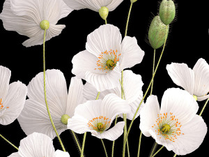 Bouquet of white wildflowers in a vase with poppy 404 3D 模型