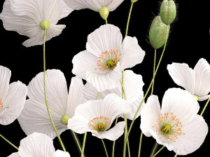 Bouquet of white wildflowers in a vase with poppy 404 3D Model