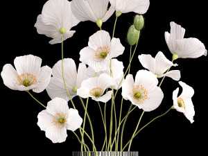 Bouquet of white wildflowers in a vase with poppy 404 3D 模型