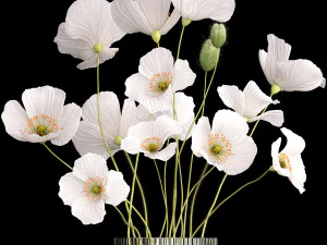 Bouquet of white wildflowers in a vase with poppy 404 3D Model