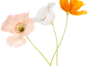 Small Bouquet Of Wildflowers Poppy In A Vase 406 Modelo 3D