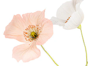 Peque&ntilde;o Ramo De Flores Silvestres Amapola En Un Jarr&oacute;n 406 Modelo 3D