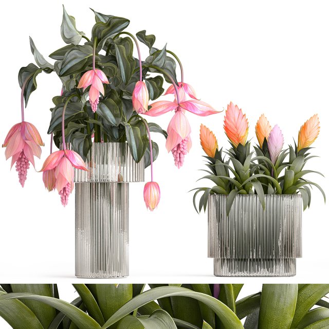 Bouquet of exotic pink flowers with Medinilla bromelia 410 Modello 3D .c4d .max .obj .3ds .fbx .stl .blend 