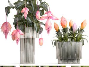 Bouquet of exotic pink flowers with Medinilla bromelia 410 3D Model