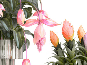 Bouquet of exotic pink flowers with Medinilla bromelia 410 Modello 3D
