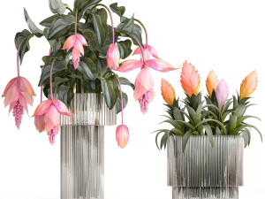 Bouquet of exotic pink flowers with Medinilla bromelia 410 Modello 3D