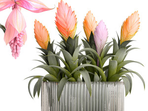 Bouquet of exotic pink flowers with Medinilla bromelia 410 Modello 3D