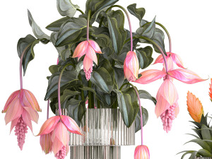 Bouquet of exotic pink flowers with Medinilla bromelia 410 Modello 3D
