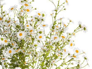 Small bouquet of wildflowers daisies chamomile 411 Modello 3D