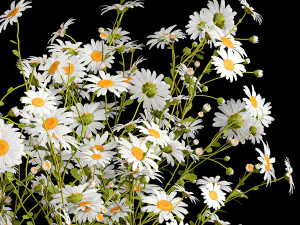 Bouquet of white wildflowers chamomile daisies 412 3D Model