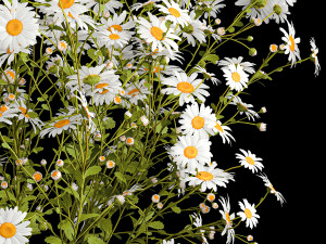 Bouquet of white wildflowers chamomile daisies 412 3D Модель