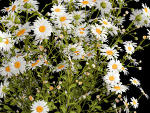 Bouquet of white wildflowers chamomile daisies 412 3D Model
