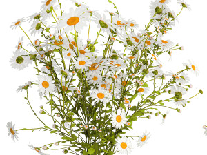 Bouquet Of White Wildflowers Chamomile Daisies 413 3D 모델