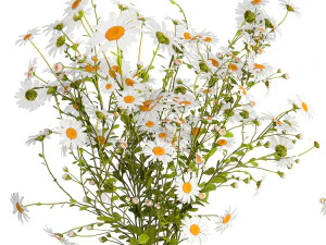 Bouquet Of White Wildflowers Chamomile Daisies 413 3D Model
