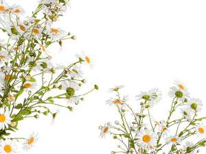 Bouquet Of White Wildflowers Chamomile Daisies 413 3D Model