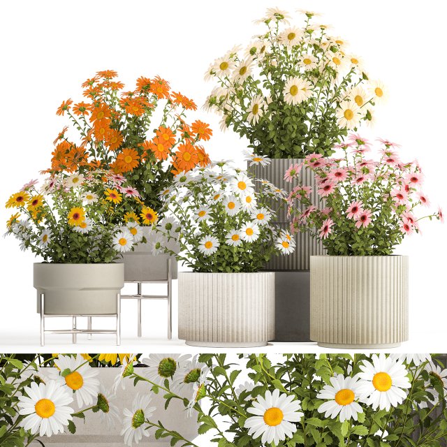 Set of garden flower bushes Chamomile Chrysanthemum 1472 3D-Modell .c4d .max .obj .3ds .fbx .stl .blend 