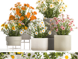 Set of garden flower bushes Chamomile Chrysanthemum 1472 3D मॉडल