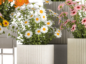 Set of garden flower bushes Chamomile Chrysanthemum 1472 3D-Modell